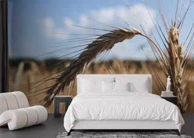 Wheat field with spikelets close up, background with wheat spikelets. Agricultural wheat field under blue sky. Rich harvest theme. Rural autumn landscape with ripe golden wheat. Banner. Wall mural