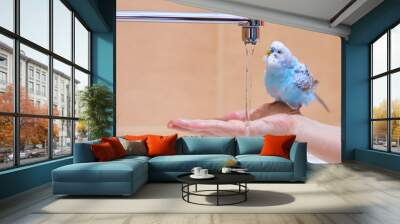 A blue pet budgie sits on a woman's arm near a water jet about to bathe or drink. Wall mural