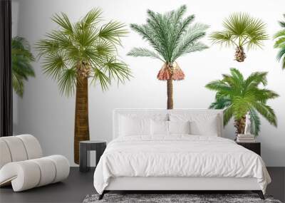  Set of palm trees (сoconut, date, sugar, аcai) realistic vector illustrations on white background. Wall mural