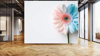 A soft-hued gerbera daisy with delicate petals against a white backdrop Wall mural