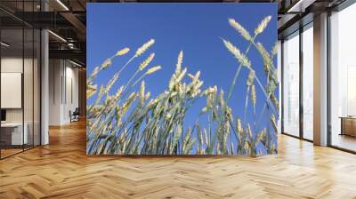 field, wheat, sky, landscape, agriculture, nature, summer, farm, blue, rural, crop Wall mural