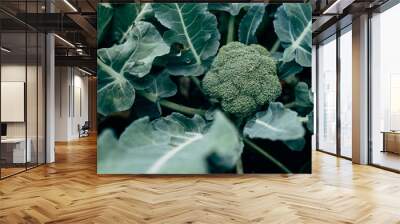 broccoli growing in the garden Wall mural