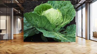 Agricultural summer background. A bed with growing cabbage. Wall mural