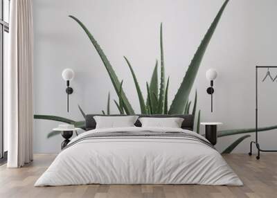 Aloe vera is a tropical plant that tolerates hot weather. Used as a useful herbal remedy. Home plant. Wall mural