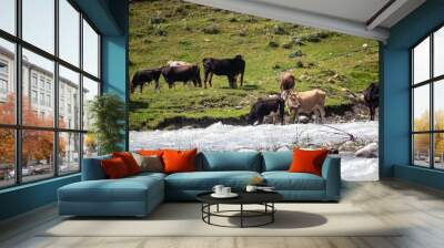 Thirsty alpine cows drinkig glacier water from the strong river and eating fresh green grass. Herd of cows Wall mural