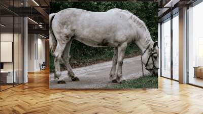 A white horse grazing on a narrow asphalt road. Wall mural