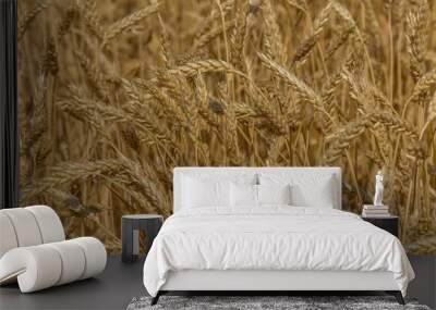 Background of wheat. Ripe wheat. Harvest of bread. Ears. A large species of ears. Wall mural