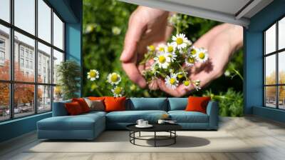 Bouquet of daisies in female hands. Girl collects daisies in the field. Wall mural