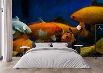 fish in aquarium Wall mural