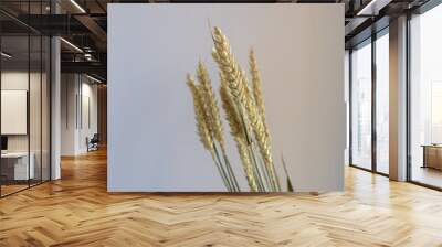 close up of ear of wheat on white background. template with dry flower Wall mural