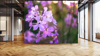 close up of purple flowers in the garden Wall mural