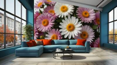 Symphyotrichum novi-belgii, purple asters on a white background Wall mural