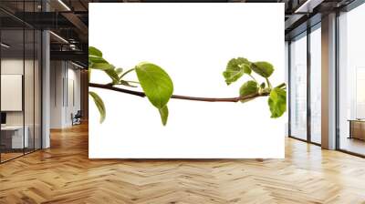 Apple tree branch with leaves on an isolated white background, closeup. Young sprouts of a fruit tree, isolate Wall mural