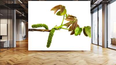 isolate walnut branch with buds and green leaves Wall mural