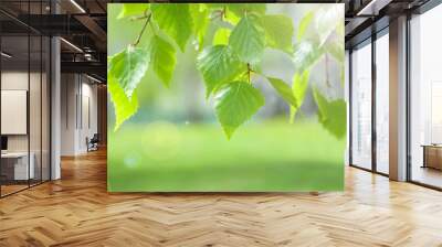 Bright spring and summer background with birch branch in sunlight. Natural background.  Wall mural