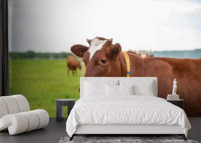 A young brown cow with small horns grazes in a meadow. Portrait of a cow in close-up. Wall mural