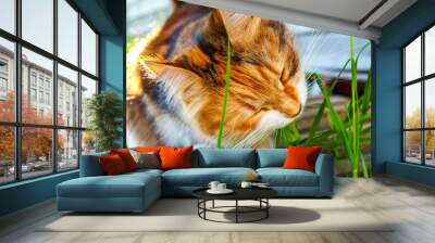 Arrogant short-haired domestic beautiful tabby cat eating fresh green grass oats. Natural hairball treatment. Pet care health and animals concept Wall mural