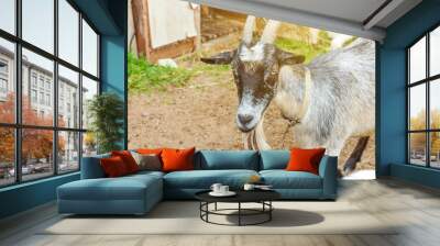 Cute chick goat relaxing in ranch farm in summer day. Domestic goats grazing in pasture and chewing, countryside background. Goat in natural eco farm growing to give milk and cheese. Wall mural