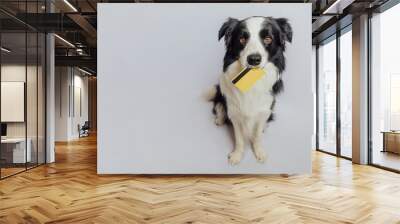 Cute puppy dog border collie holding gold bank credit card in mouth isolated on white background. Little dog with puppy eyes funny face waiting online sale. Shopping investment banking finance concept Wall mural