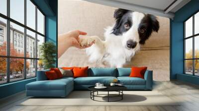 Funny portrait of cute puppy dog border collie on couch giving paw. Dog paw and human hand doing handshake. Owner training trick with dog friend at home indoors. friendship love support team concept. Wall mural