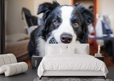 Funny portrait of cute smilling puppy dog border collie holding toy ball in mouth. New lovely member of family little dog at home playing with owner. Pet care and animals concept. Wall mural