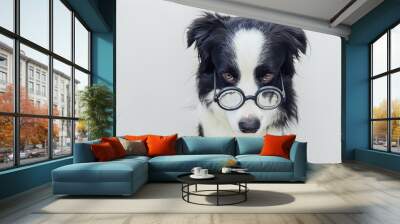 Funny portrait of puppy dog border collie in comical eyeglasses isolated on white background. Little dog gazing in glasses like student professor doctor. Back to school. Cool nerd style. Funny pets. Wall mural