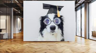 funny puppy dog border collie with graduation cap eyeglasses isolated on white background. dog gazin Wall mural