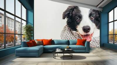 Funny studio portrait of puppy dog border collie wearing warm clothes scarf around neck isolated on white background. Winter or autumn portrait of little dog, copy space banner Wall mural