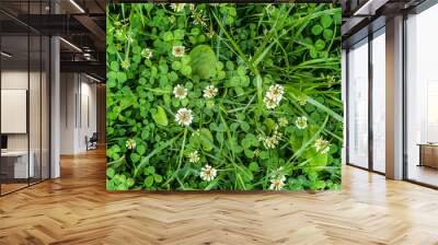 Meadow with white clover flowers. Dutch clover on lawn in spring or summer garden. Lawn carpet with white clover and green grass. Natural floral background. Blooming ecology nature landscape Wall mural