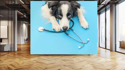 Puppy dog border collie and stethoscope isolated on blue background. Little dog on reception at veterinary doctor in vet clinic. Pet health care and animals concept Wall mural