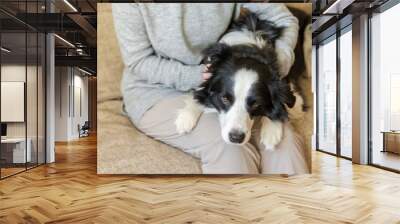 Unrecognizable woman playing with cute puppy dog border collie on couch at home indoor. Owner girl stroking holding dog friend sitting on sofa. Love for pets friendship support team concept Wall mural