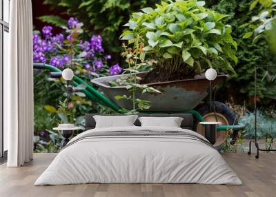 Transplanting plants in the spring at the summer cottage. An agricultural wheelbarrow and a hydrangea flower. Plant care. Wall mural