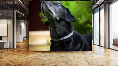 Gray-haired adult black labrador on a background of green summer bushes Wall mural