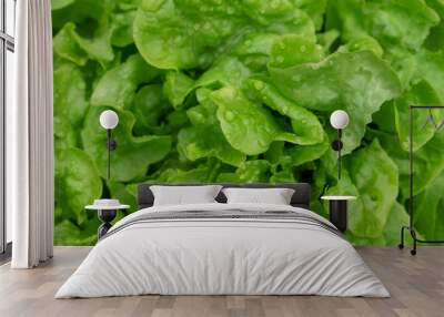 Background of fresh lettuce leaves close up. Wall mural