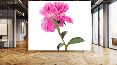 Pink peony flower on white isolated background. Wall mural