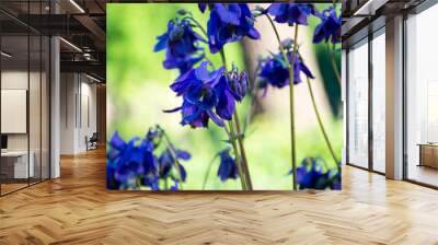 Spring field flowers of blue and violet, bells on a meadow in the forest, wild flower trees Wall mural