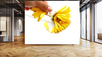 the fingers of a woman's hand tear the petals from a faded yellow gerbera on a white background, isolated Wall mural