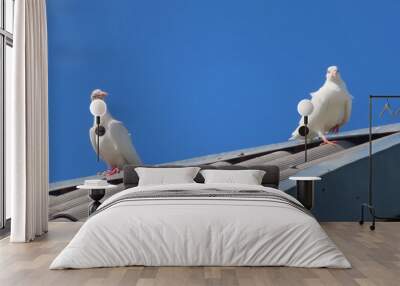 two white doves on the roof Wall mural