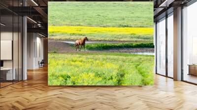 Portrait of a horse in the meadow. A herd of wild horses shown on Water island in atmospheric Rostov state reserve Wall mural