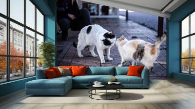 two white cats Wall mural