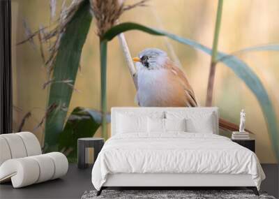 Bearded reedling, Panurus biarmicus. In the early morning, a male bird sits on a reed stalk Wall mural