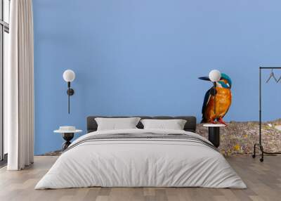 Common kingfisher, Alcedo atthis. In the early morning, a bird sits on a branch by the river. Wall mural