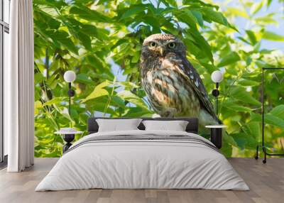 Little owl, athene noctua. Adult bird sits on a branch and looks into the lens Wall mural