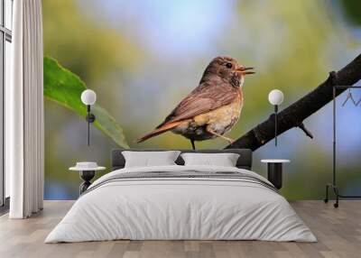 Redstart sitting on a branch in spring Wall mural