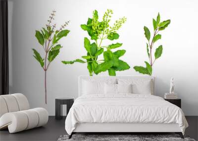 Closeup green fresh basil leaves (Ocimum basilicum) and flower isolated on white background. Herbal medicine plant concept.Top view. Flat lay.
 Wall mural