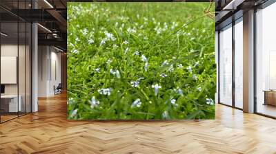 grass and flowers Wall mural