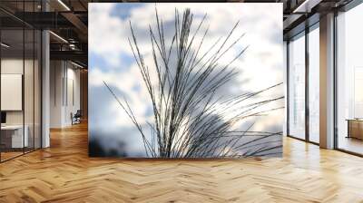 dry grass on blue sky background Wall mural