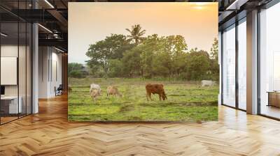 evening cow farm Wall mural