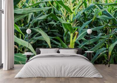 corn in mountain rain season. Wall mural