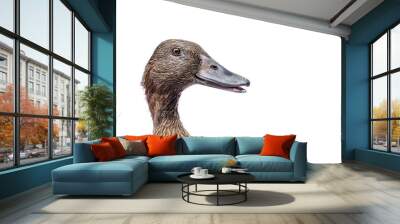 female mallard duck isolated on white background Wall mural